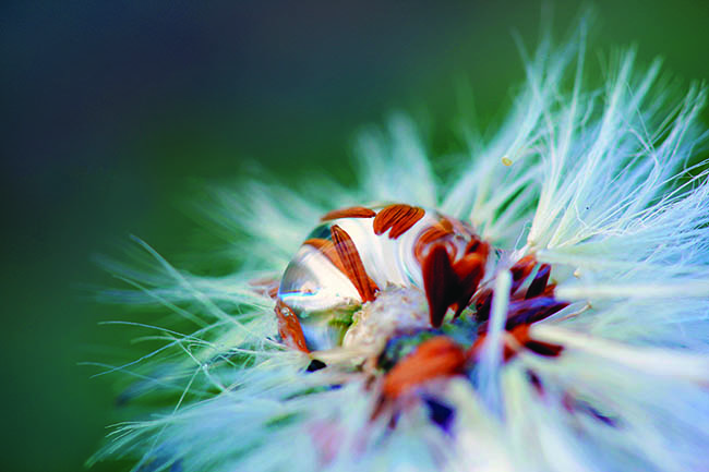Close up of dew drop on dandelion.